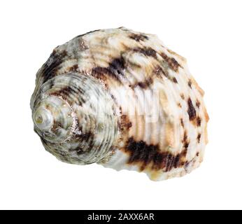 conchiglie secche di un mollusco bianco ritagliato su sfondo bianco Foto Stock