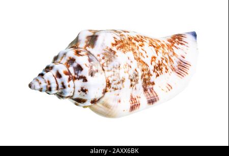 guscio essiccato di molluschi bianchi ritaglio su sfondo bianco Foto Stock