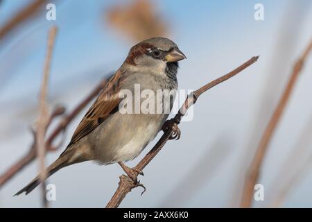 Ritratto di una casa passera (passer addomesticus) perching su un ramo. Foto Stock