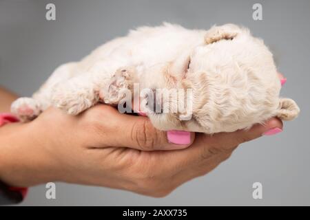 Cute misto Poodle cucciolo nelle mani del proprietario. Carino cucciolo tenuta dal proprietario. Foto Stock