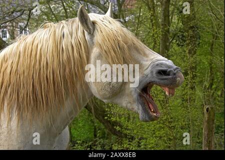 Percheron cavallo, un progetto di cavallo dalla Francia, Whinnying adulti Foto Stock