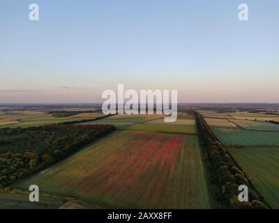 Vista aerea di un campo di papavero rosso e di un viale di alberi, Badbury Anelli a Dorset, Regno Unito, al tramonto. Foto Stock