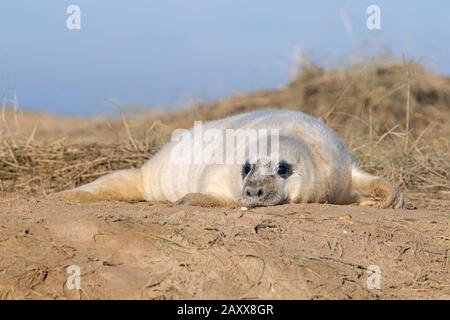 Atlantico guarnizione grigio Pup (Halichoerus grypus) Foto Stock