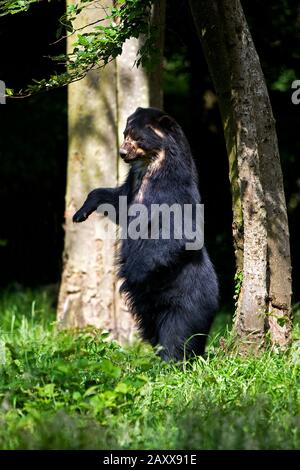 Orso spettacolare, ornatus di tremarctos, adulto in piedi sulle Gambe di Hind Foto Stock