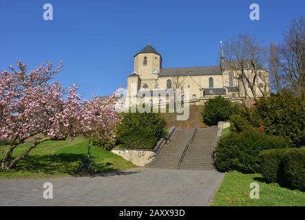 Chiesa di San Vito con albero di magnolia a Mönchengladbach, Germania Foto Stock