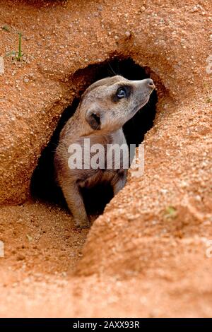 Meerkat, suricata suricatta, Adulto in piedi a Den Entrance, Namibia Foto Stock