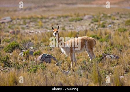 Vicuna, vicugna vicugna, Pampa Galeras riserva in Perù Foto Stock