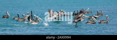 Pelican peruviano, Thagus di pelecano, Adulti in volo, Isole Ballestas nel Parco Nazionale di Paracas, Perù Foto Stock