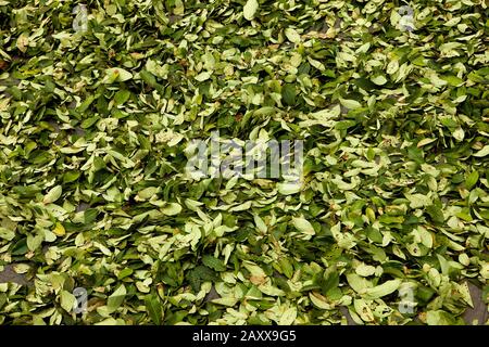 Coca, Erythroxylum coca, la produzione di cocaina, essiccazione lascia al villaggio Pilcopata, Ande del Perù Foto Stock