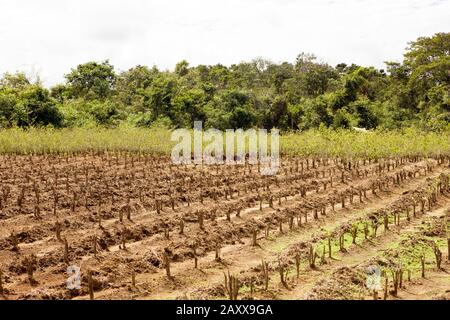 La piantagione di coca, Erythroxylum coca, lascia per la produzione di cocaina, Perù Foto Stock