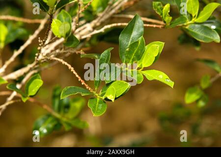 Coca, Erythroxylum coca, lascia per la produzione di cocaina, Perù Foto Stock