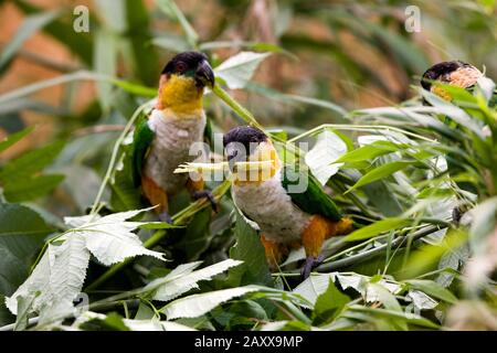 Testa nera Parrot, pionites melanocephala, adulti tra le foglie Foto Stock