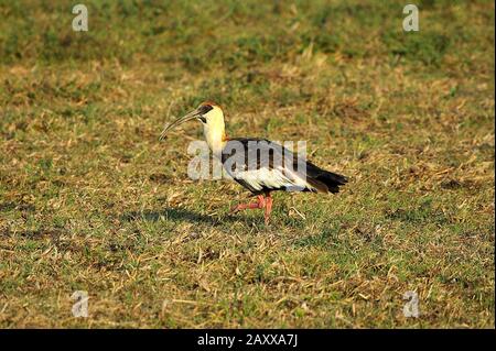 Buff Necked Ibis, theristius caudato, Adulti a piedi su Grass, Los Lianos in Venezuela Foto Stock