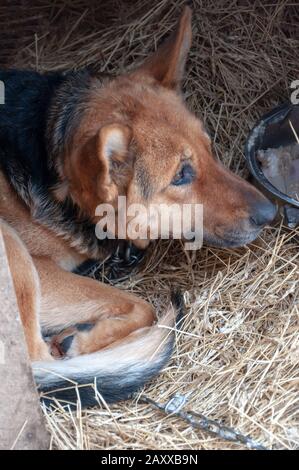 Un grande, bel cane su una catena in una femmina da cervo si trova su un letto di fieno e guarda fuori con un occhio cauto. Foto Stock