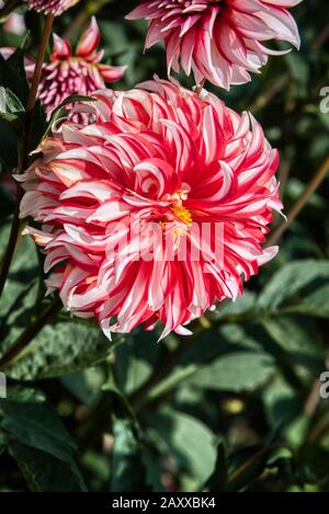 Dahlia dall'isola di Swan dalie azienda durante il Dahlia Festival. Situato in Woodburn, Oregon, è il più grande coltivatore dahlia negli Stati Uniti. Foto Stock