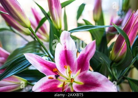 Bella Lilies in mostra. Foto Stock