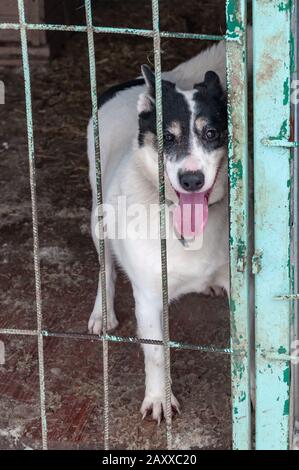 Divertente emotivo cute cane bianco e nero in una femmina da cervo in un rifugio senza tetto. Il terreno è coperto di neve. Foto Stock
