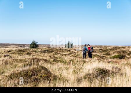 Due escursionisti in brughiera restaurata, tra cui erba e alberi nuovi, Kinder Scout, Derbyshire, Peak District, Inghilterra, Regno Unito Foto Stock