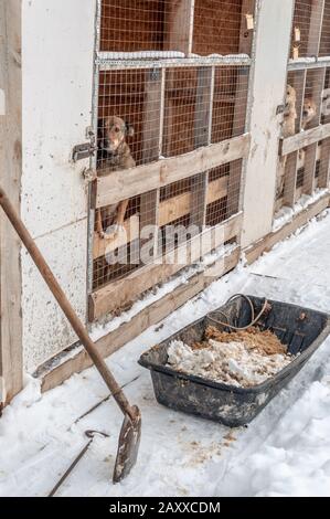 Attrezzi e attrezzature - una slitta per il trasporto di rifiuti e una raccolta di ghiaccio per la pulizia delle gabbie di un rifugio per cani senza tetto. Sullo sfondo, gabbia Foto Stock