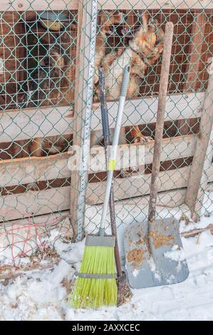 Attrezzi e attrezzature - una scopa, una pala e un piccone per la pulizia delle gabbie di un rifugio per cani senza tetto. Sullo sfondo, cani in gabbia. Intorno a. Foto Stock