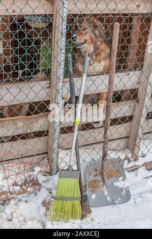 Attrezzi e attrezzature - una scopa, una pala e un piccone per la pulizia delle gabbie di un rifugio per cani senza tetto. Sullo sfondo, cani in gabbia. Intorno a. Foto Stock