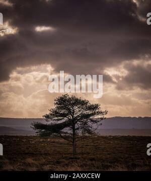 lone albero su brughiera con colline e nuvole drammatiche in campagna Foto Stock