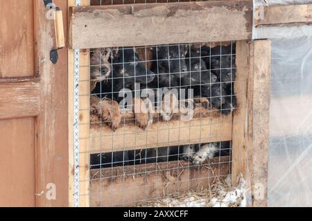 Cinque cuccioli neri e la loro madre si affacciano curiosamente da una gabbia in un riparo per cani randagi. Intorno alla terra innevata. Foto Stock