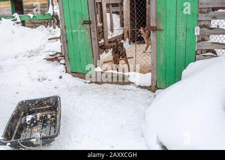 Cani in gabbia in un rifugio per cani senza tetto. In primo piano, una slitta per la pulizia delle celle. Il terreno è coperto di neve Foto Stock