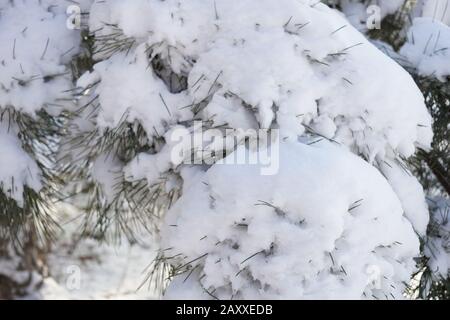 Rami di pino coperti di neve soffice in giardino d'inverno. Foto Stock