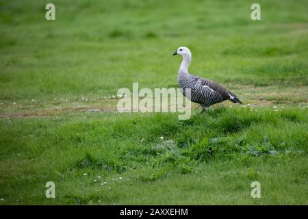 Upliand Goose Chloephaga Pitta Foto Stock