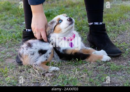 Pastore australiano cucciolo ai piedi del suo proprietario. Foto Stock