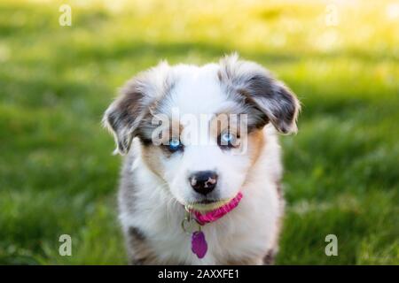 Pastore australiano cucciolo Foto Stock