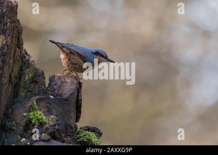 Il nuthatch (Sitta europea) Siede su un ceppo di albero di Suffolk alla ricerca del prossimo luogo dove volare per il pasto successivo Foto Stock