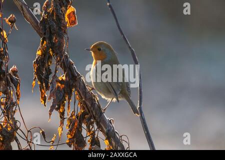 E 'un brina di mattina presto dove questo rapina (Erithacus rubecula) è seduto tra la vegetazione Foto Stock