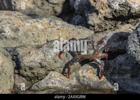 Granchio di roccia rossa - Grapsus adscensionis - strisciando su pietre di lava scure per crogiolarsi al sole. Riva meridionale dell'oceano di Tenerife, Isole Canarie, Spagna. Foto Stock