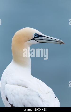 Un classico headshot di una gannetta (Morus faganus) giallo della sua testa che si mostra contro il blu brillante di il suo occhio e il cielo oltre Foto Stock