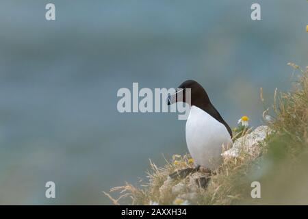 A razorbill (Alca torda) seduto sul bordo della scogliera che guarda come se sogna di essere fuori dal mare Foto Stock