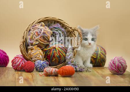 Carino fluffy cat è in corso di riproduzione con sfera di maglia. Carino gattino e la sfera di filo. Ritratto di grigio carino gattino piuttosto curiosamente sorridente. Foto Stock
