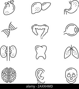 Icone della linea degli organi umani. Organi interni umani segni vettoriali a linee sottili dettagliati Illustrazione Vettoriale