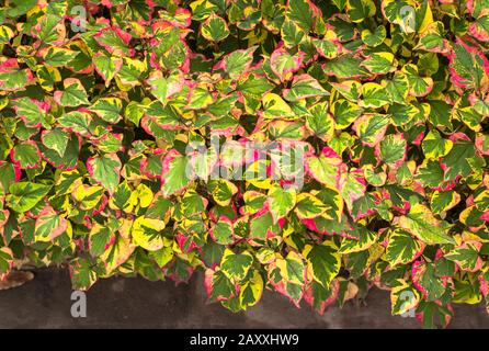 Foglie colorate di piante perenni ardite decidue perenni cuore-leaved houttuynia cordata Chameleon in Regno Unito Foto Stock