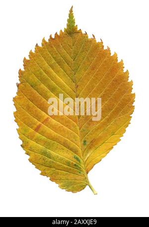 Foglia d'autunno elm isolato su sfondo bianco. Un Elm a foglia gialla isolato Foto Stock