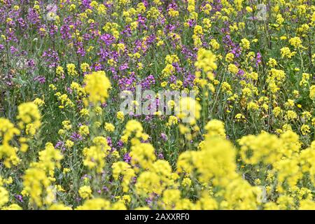 Campo pieno di fiori gialli con alcune porpora Foto Stock