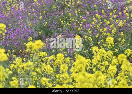 Campo pieno di fiori gialli con alcune porpora Foto Stock