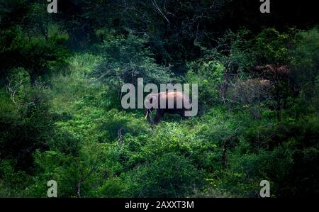 Verde foresta con elefanti giocare e combattere gli elefanti. Elefanti giocosi durante il safari. Bellissimo paesaggio di elefanti asiatici. Foto Stock