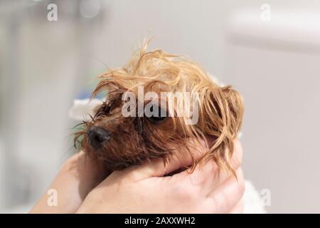 Mani di donna che puliscono cane bagnato dello yorkshire con asciugamano da bagno Foto Stock
