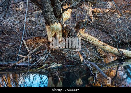 Stretto di foglie di pioppi neri americani alberi gravemente masticati da North American castori, Sellar Gulch dell area, Castle Rock Colorado negli Stati Uniti. Foto scattata in dicembre. Foto Stock