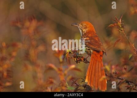 thrasher marrone in luce dorata di primavera Foto Stock