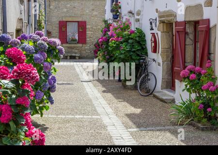 Cortile con fiori, hydrangeas, Piriac-sur-Mer, Dipartimento Loire-Atlantique, Francia Foto Stock