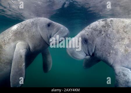 Lamantini Indiani Occidentali (Trichechus Manatus), Pair, Three Sisters Springs, Manatee Conservation Area, Crystal River, Florida, Usa Foto Stock