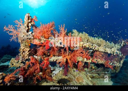 Il naufragio Yolanda è cresciuto con I coralli molli di Klunzinger (Dendronephthya klunzingeri), la barriera corallina di Yolanda, Ras Muhammed, Sharm el Sheikh, la penisola del Sinai Foto Stock